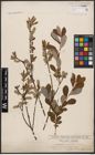 Foto von Salix aurita L. x Salix purpurea L.